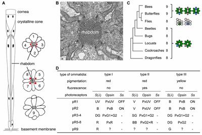 Unique Temporal Expression of Triplicated Long-Wavelength Opsins in Developing Butterfly Eyes